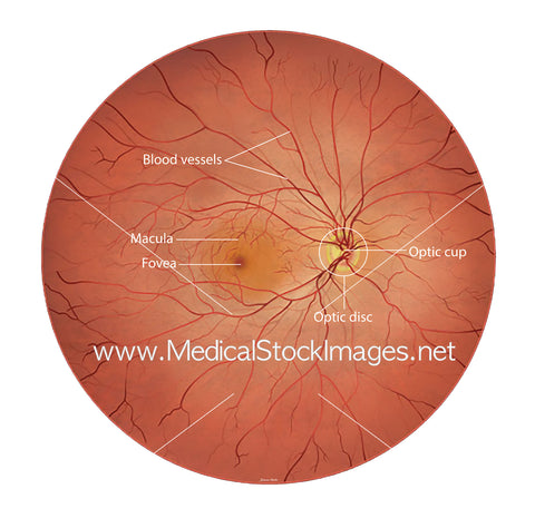 Labelled Normal Retina Fundoscopy View Illustration