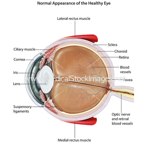 Labelled Sagittal View of the Eye Illustration