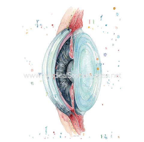 Transverse Section of the Eye in Watercolour Funky Style