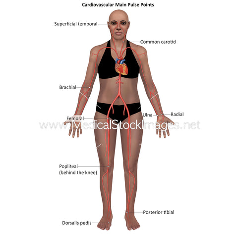 Illustration of the Cardiovascular Main Pulse Points - Anterior View