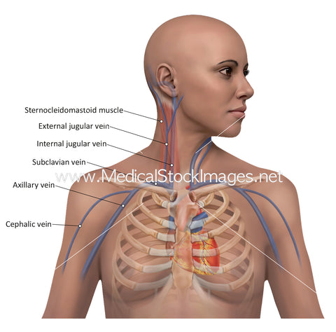 Anatomy of the Jugular Venous Pressure (JVP)