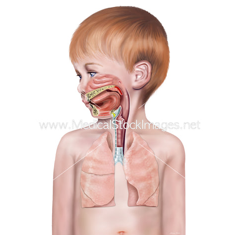 Upper Airway Anatomy of a Young Boy