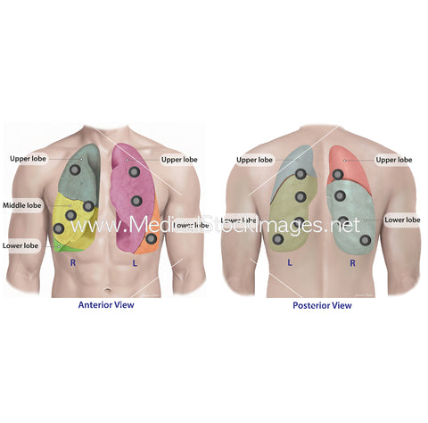 Stethoscope Placements Lungs Front and Back View
