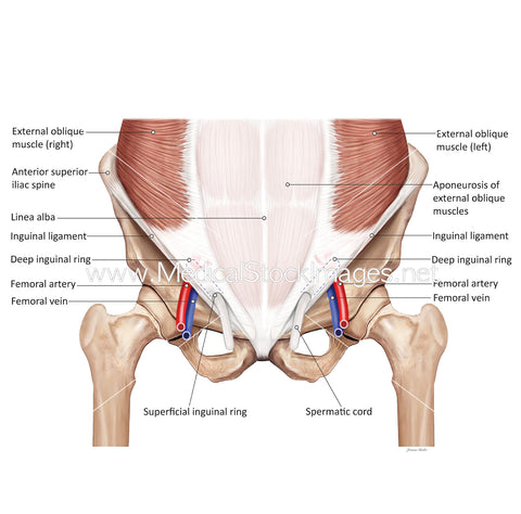 Anatomy of Deep Inguinal Ring
