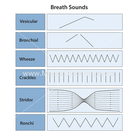 Diagram Pathophysiology of Breath Sounds