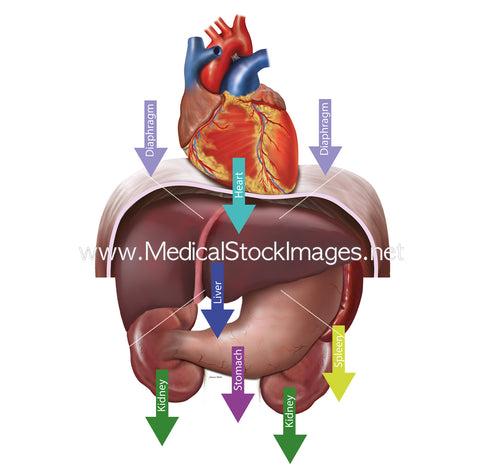 Downward Movement of Liver and Spleen on Inspiration