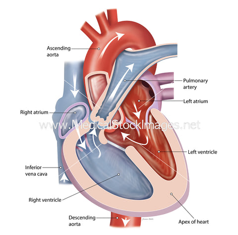 Direction of Blood Flow through the Heart