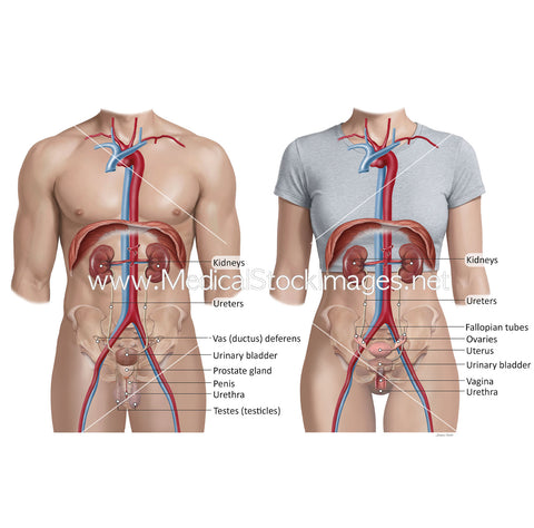Male and Female Genitourinary System