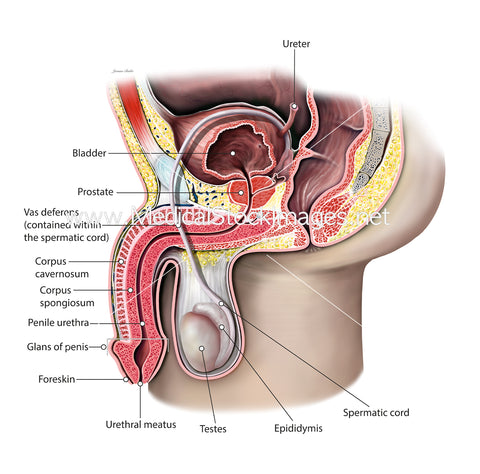 Male Reproductive Anatomy