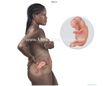Black Foetus Development Illustrations from Weeks 8 to 40 (Multipack of 32 IMAGES)