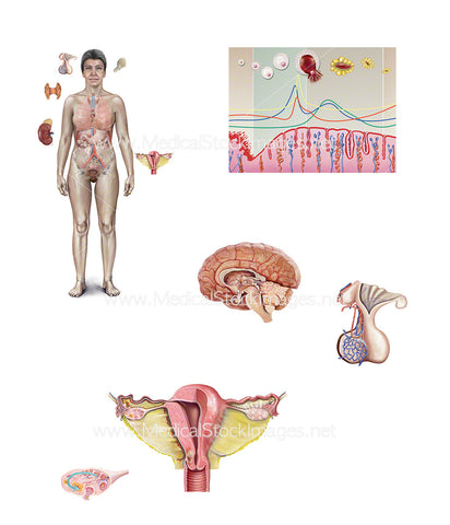 Female Hormone Production and Ovulation