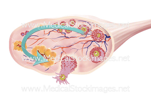 Oocyte Maturation