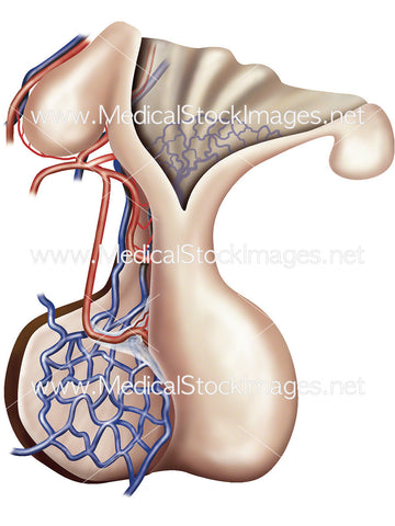 Hypothalamus