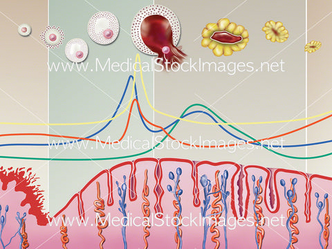 Menstrual Cycle Diagram