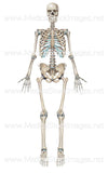 Full Human Skeleton Anterior View (Male).