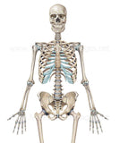 Full Human Skeleton Anterior View (Male).