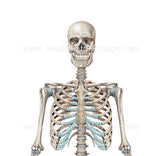 Full Human Skeleton Anterior View (Male).