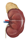 Healthy Kidney Cross-Section and Surface (2 Image Pack)