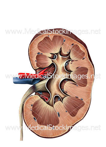 Healthy Kidney Cross Section