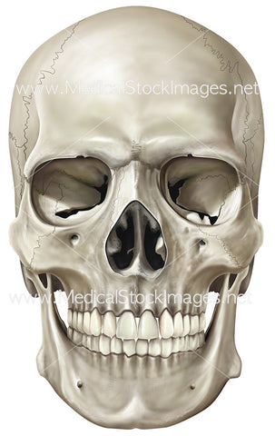 Human Skull Anterior View