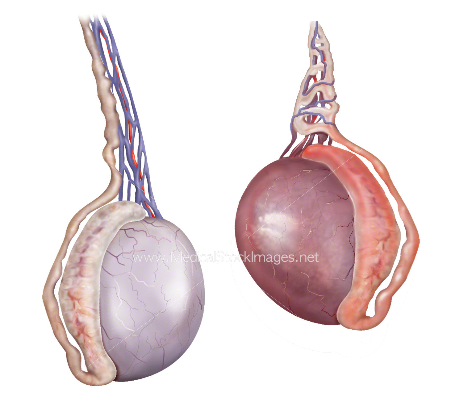 What Does A Healthy Scrotum Look Like Testicular Self Examination what-does-a-healthy-scrotum-look-like-testicular-self-examination