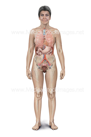 Post Menopausal Woman Showing Internal Organs