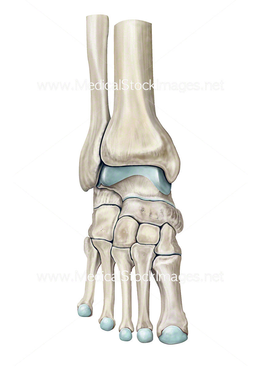 Bones of the Ankle Joint. – Medical Stock Images Company