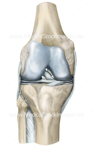 Anatomy of the Knee Joint