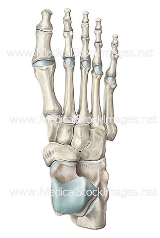 Illustration of the Skeletal Foot