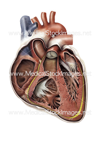 Healthy Heart Cross-Section Anterior View
