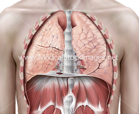 Lungs in the Thoracic Cavity