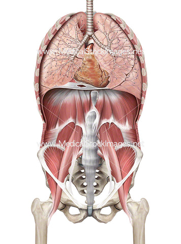 Lungs and Heart within the Ventral Cavity