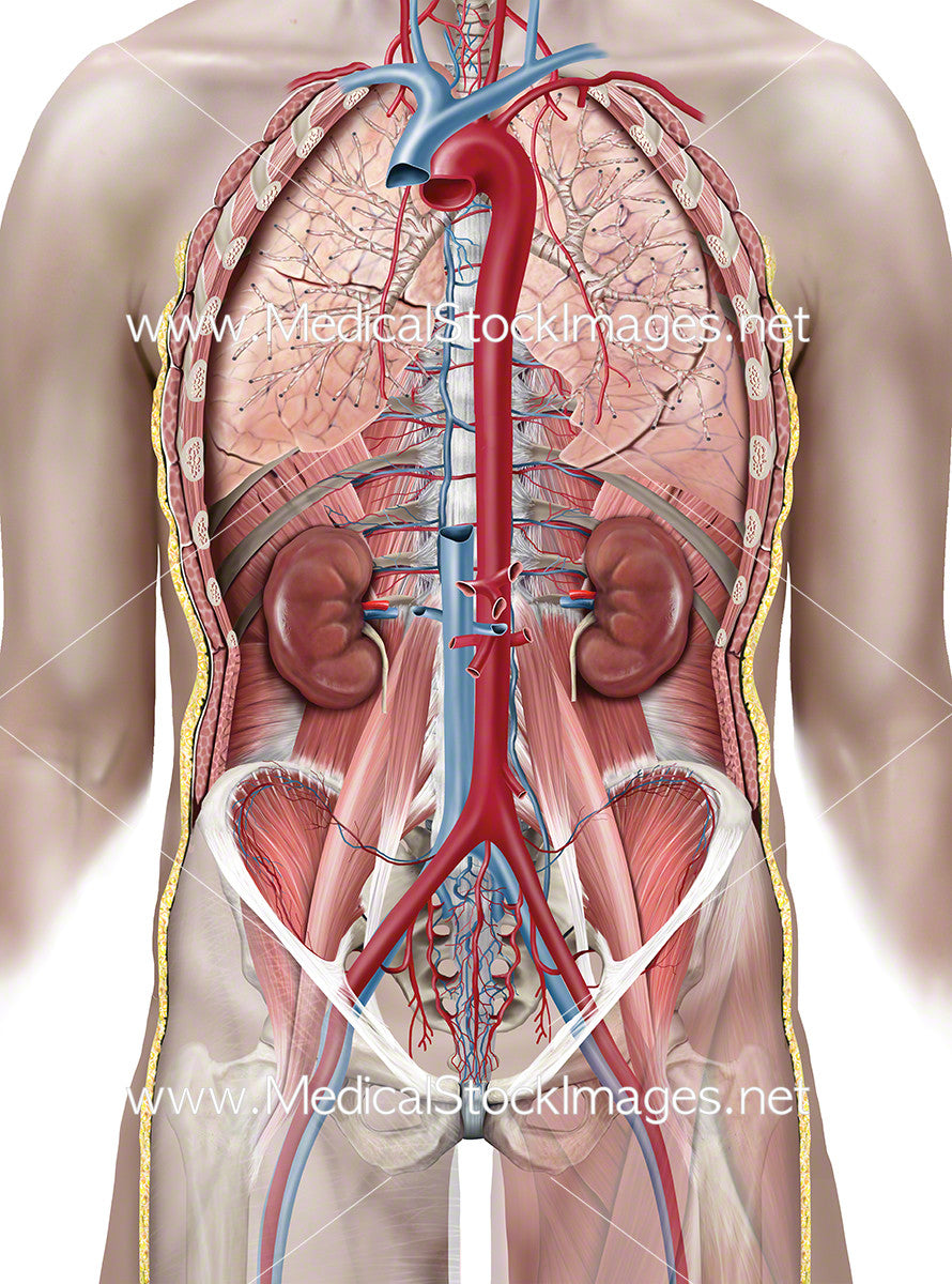Heart Inside Ribs Human Ribs And Heart