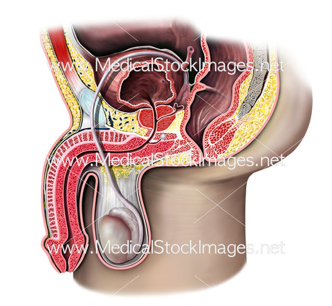 Healthy Male Reproduction Anatomy Midsagittal View