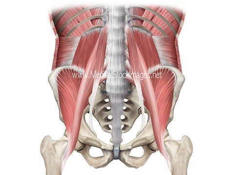 Muscles of the Pelvic Region