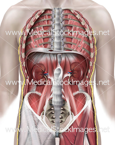 Background Male Figure with the Muscles of Trunk Wall.