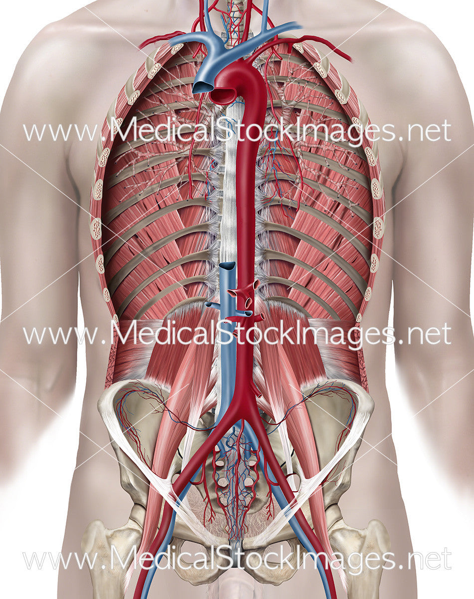 Detailed Medical Illustration Of Thoracic Aorta Anatomy Medical Stock detailed-medical-illustration-of-thoracic-aorta-anatomy-medical-stock