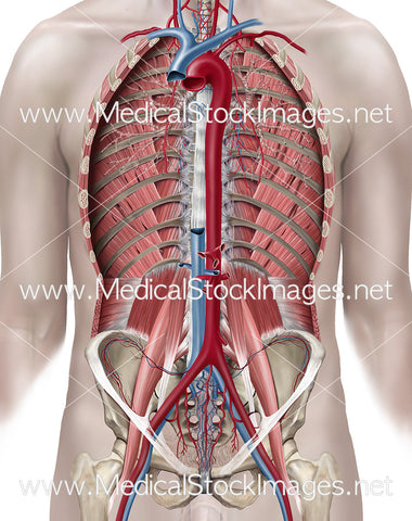 Arteries and Veins of the Thoracic and Abdominal Region