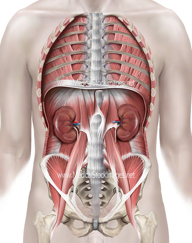 Kidney Positioning within Ventral Cavity