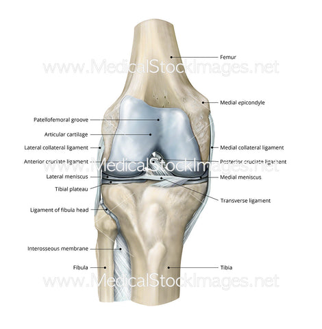 Healthy Knee Anterior View Labelled