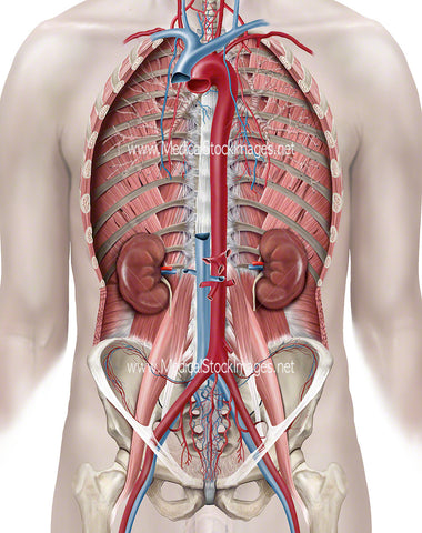Kidneys and Vessels within Ventral Cavity
