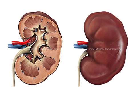 Surface and Cross Section Anatomy of the Kidney