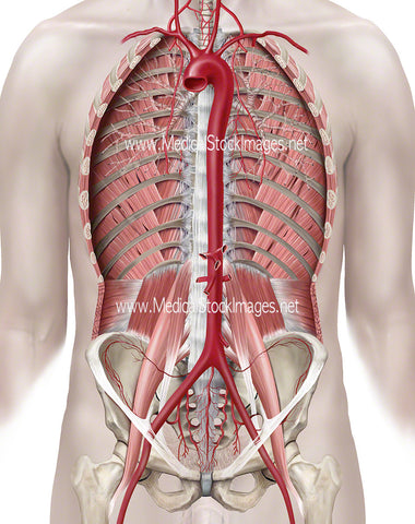 The Thoracic Aorta within the Ventral Cavity