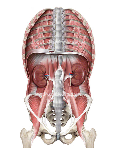 Illustration of Thoracic Region Including Diaphragm, Pelvis, Kidneys