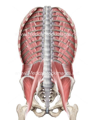 Muscle of the Posterior Abdominal Wall without Diaphragm