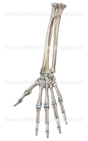 Bony Anatomy Forearm Wrist and Hand