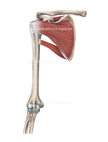 Muscle Rotator Cuff Muscles and Associated Bony Anatomy