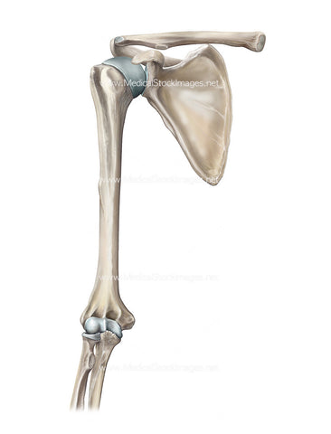 Bony anatomy of the Shoulder, Humerus and Elbow Joint