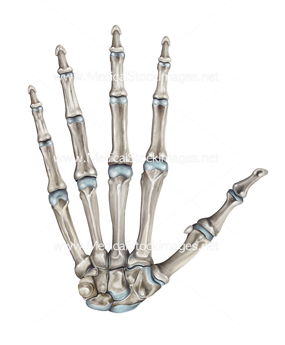 Hand Sleleton Skeleton Hand-Bones of the Hand Palmer View – Medical Stock Images Company