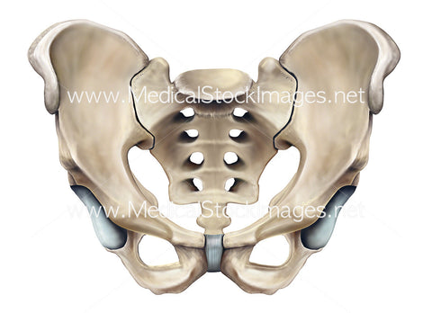 Bony anatomy of the male pelvis in anterior view